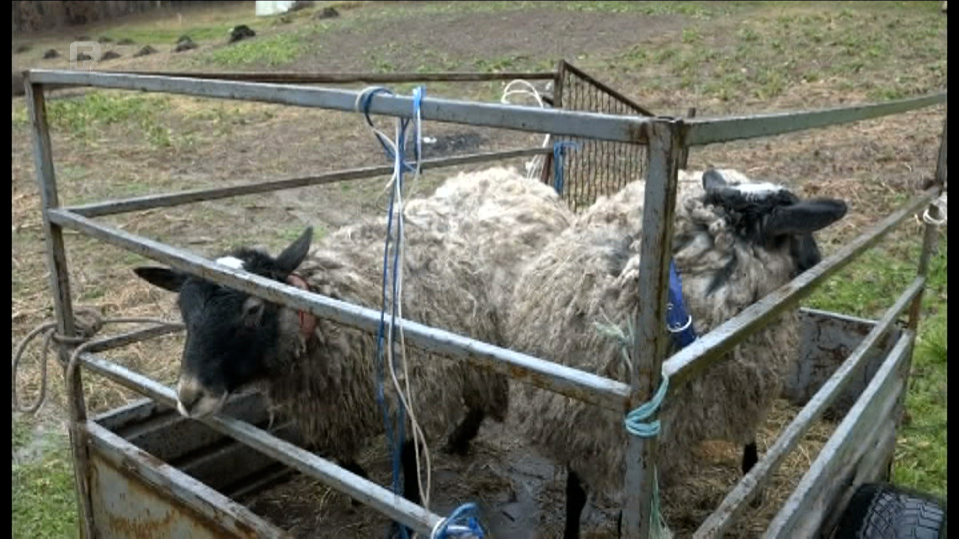 U Doboj Jugu podijeljeno 30 grla visokokvalitetne ovce pasmine „Romanovska“